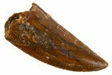 Serrated Raptor Tooth - Real Dinosaur Tooth #305543-1